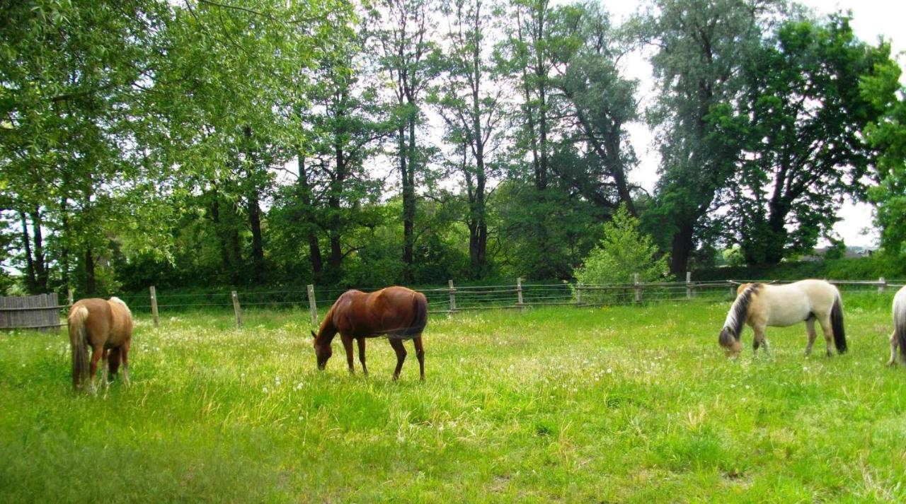 Apartments In Luebben Spreewald 26522 Steinkirchen  المظهر الخارجي الصورة